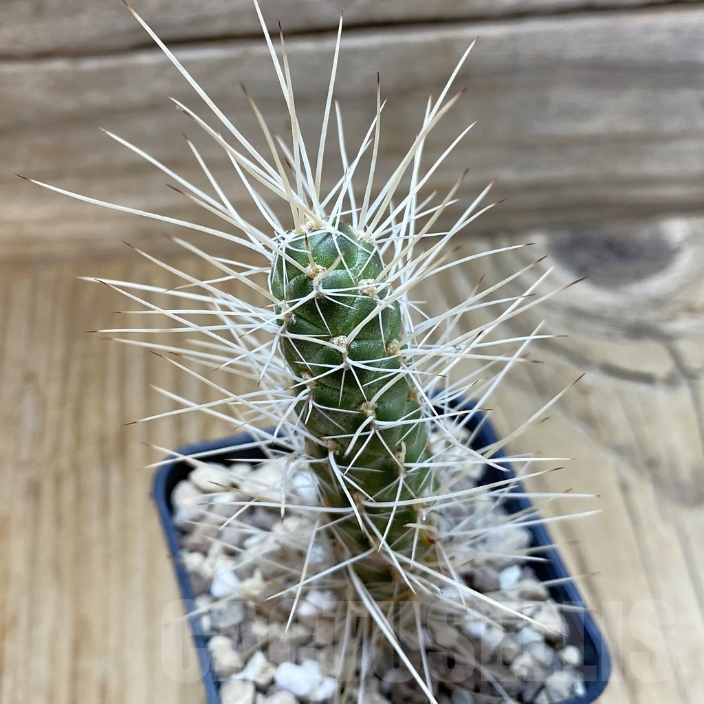 SH24995 Tephrocactus weberi