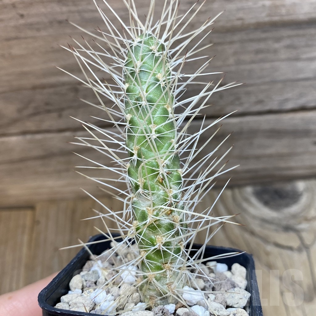 SH24995 Tephrocactus weberi - Image 2