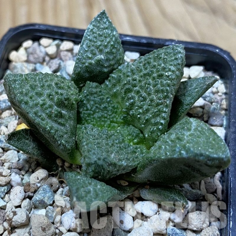 SH24996 Ariocarpus fissuratus ‘Godzilla’ hybrid, seedling, own roots