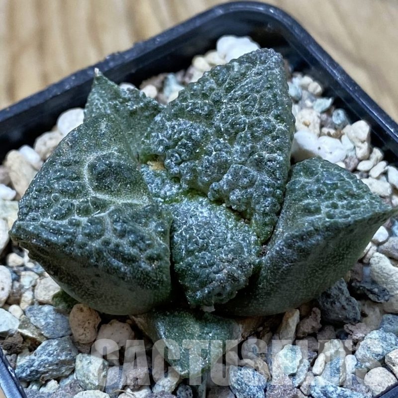 SH24997 Ariocarpus fissuratus ‘Godzilla’ hybrid, seedling, own roots