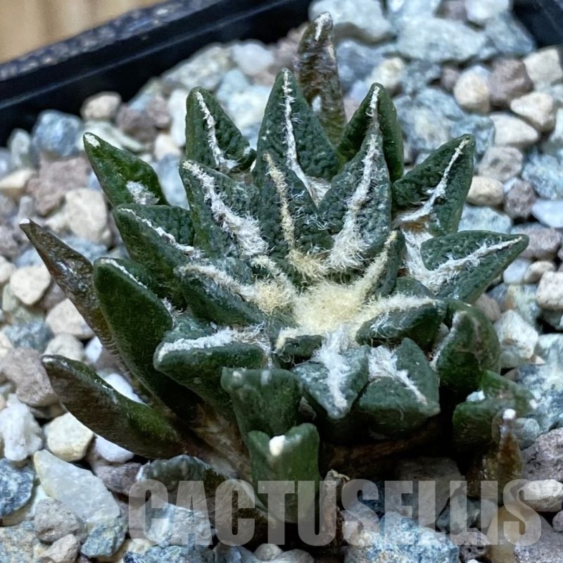 SH24998 Ariocarpus kotschoubeyanus hybrid, own roots