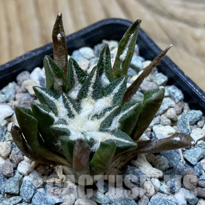 SH24999 Ariocarpus kotschoubeyanus hybrid, own roots