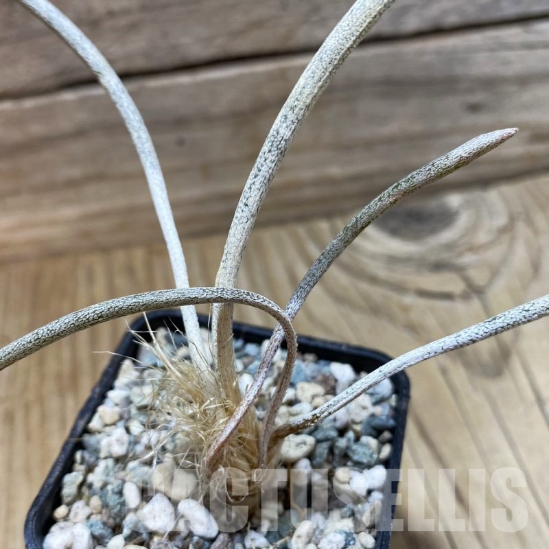 SH25000 Astrophytum caput-medusae