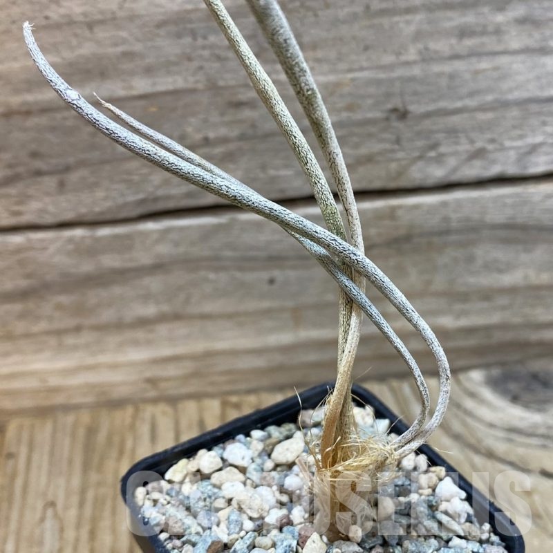 SH25001 Astrophytum caput-medusae