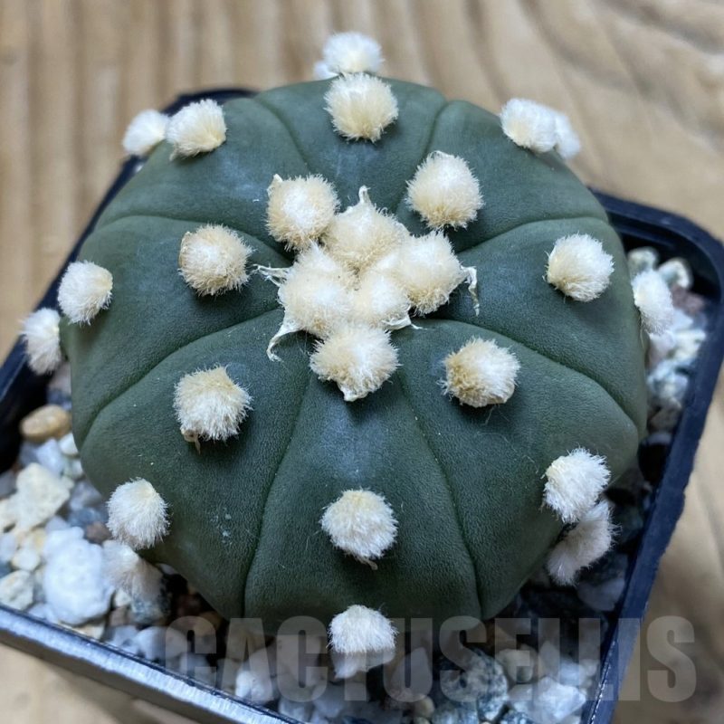 SH19767 Astrophytum asterias ‘Ooibo’
