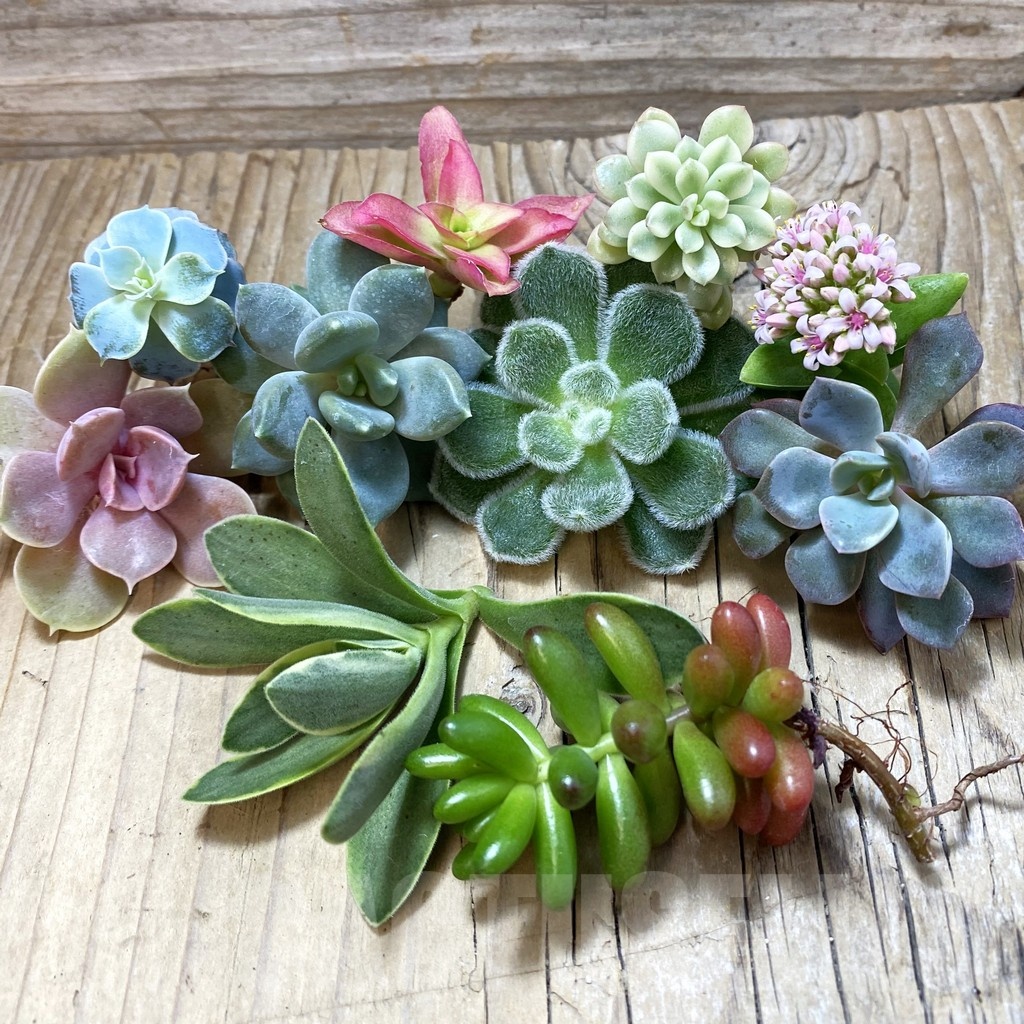 SH25159 Succulents mix, cuted