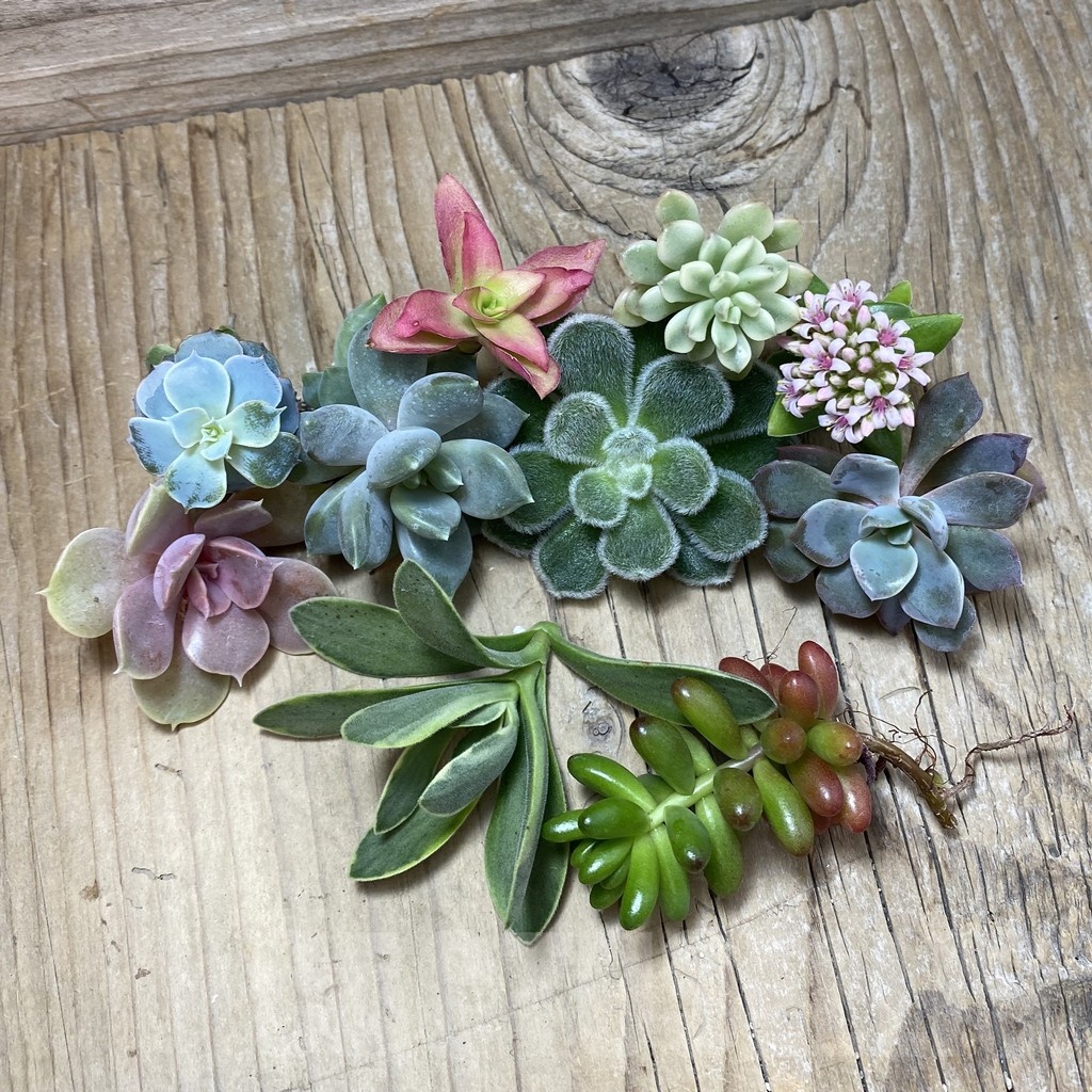 SH25159 Succulents mix, cuted - Image 2
