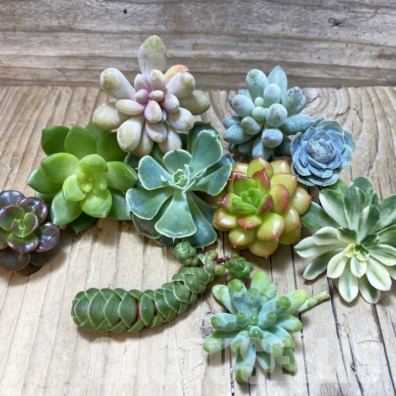 SH25160 Succulents mix, cuted