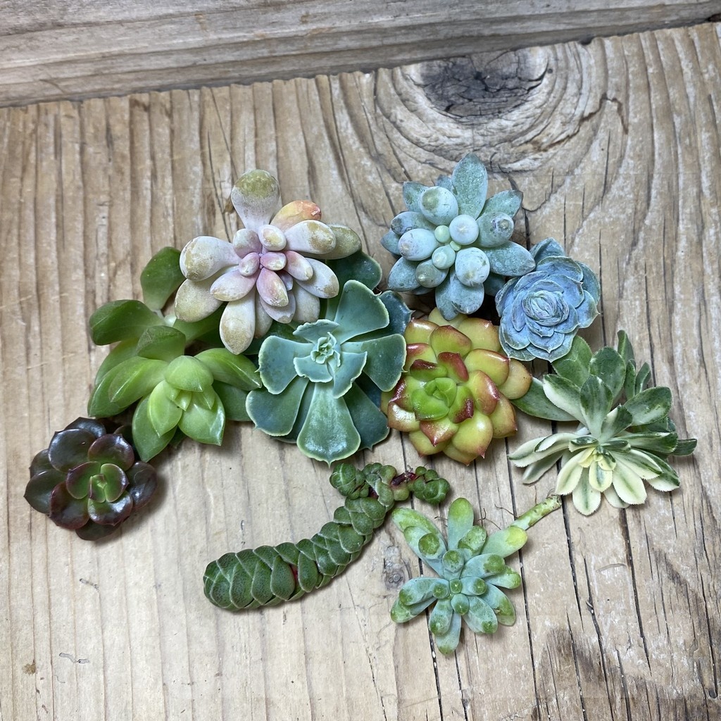 SH25160 Succulents mix, cuted - Image 2