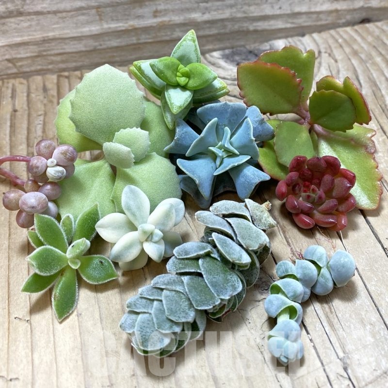 SH25161 Succulents mix, cuted