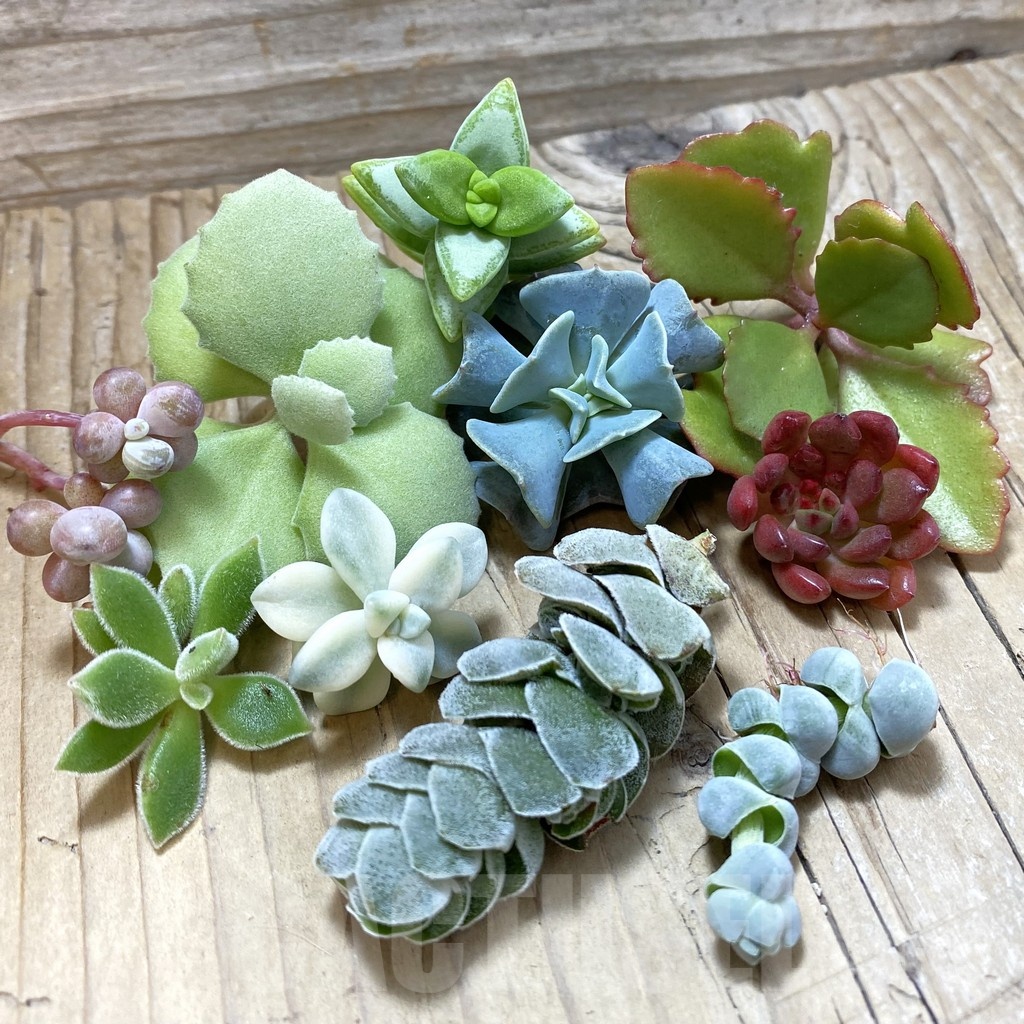 SH25161 Succulents mix, cuted
