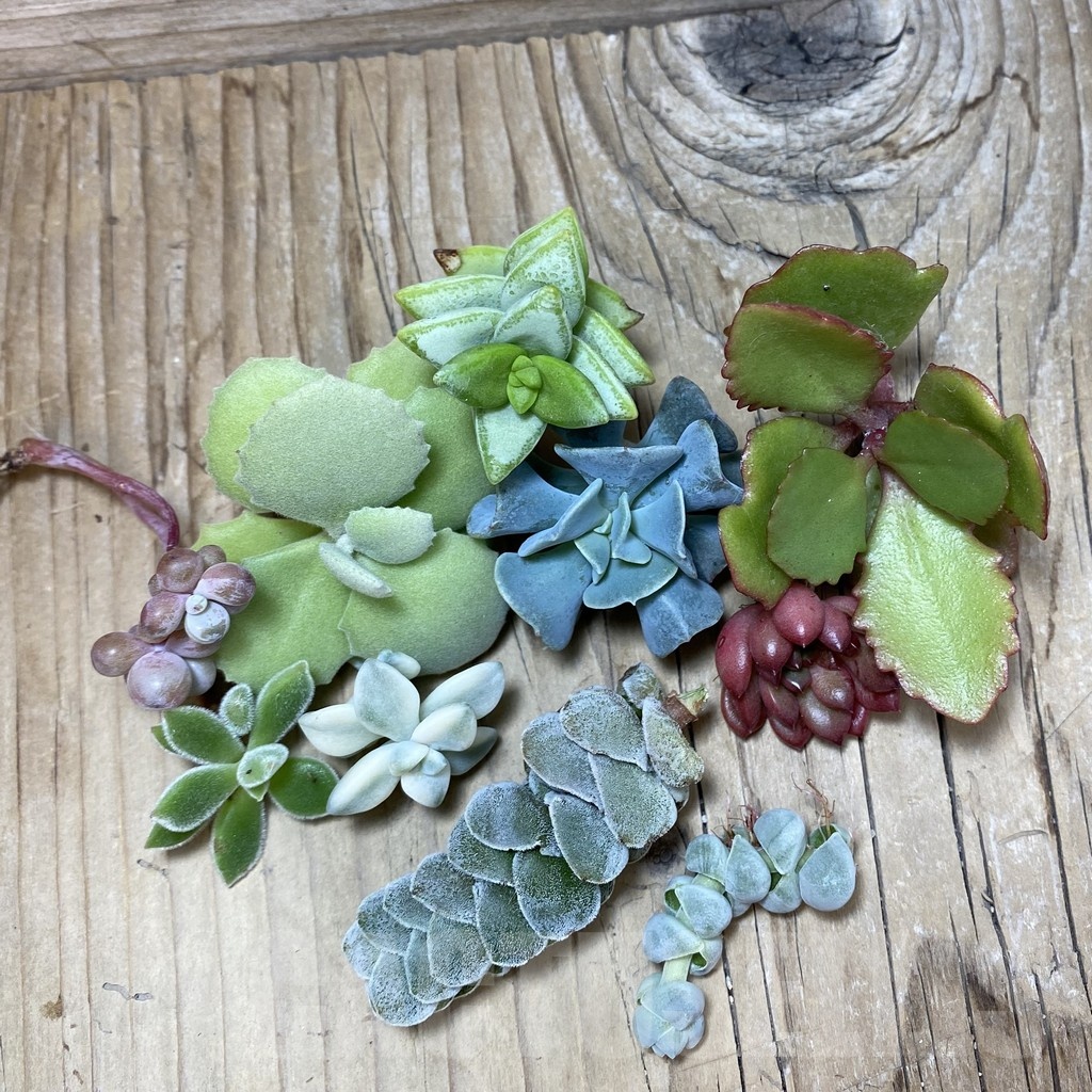 SH25161 Succulents mix, cuted - Image 2