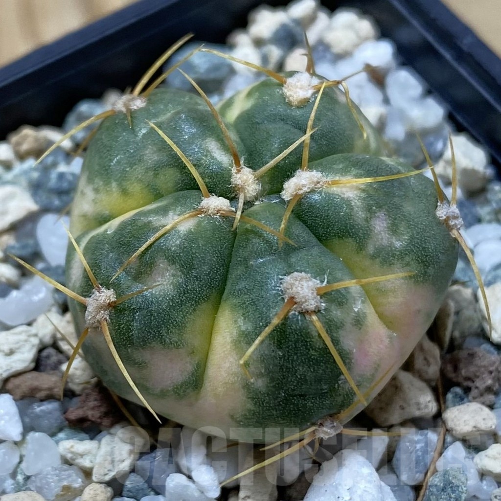 SH19845 Gymnocalycium horstii f. variegata