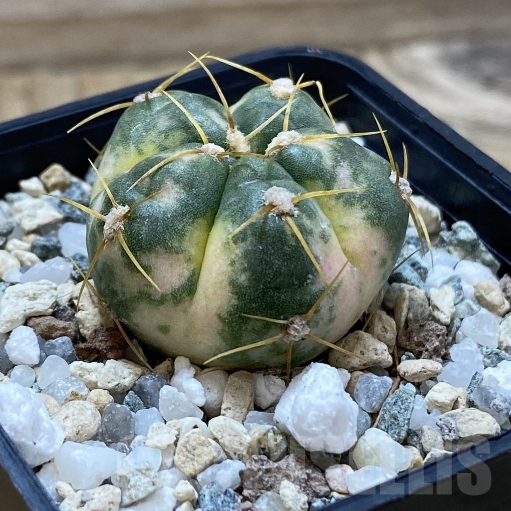 SH19845 Gymnocalycium horstii f. variegata - Image 2