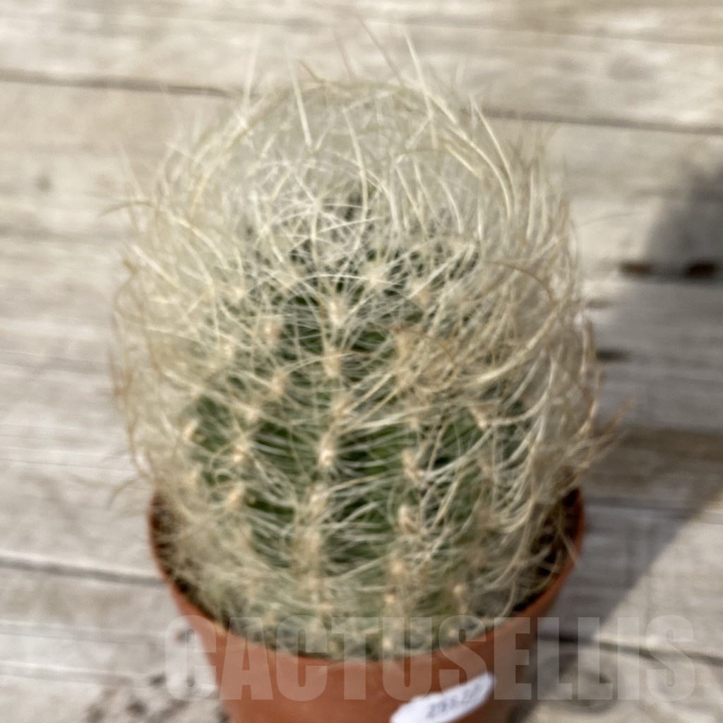 SH25177 Neoporteria gerocephala - immagine 2