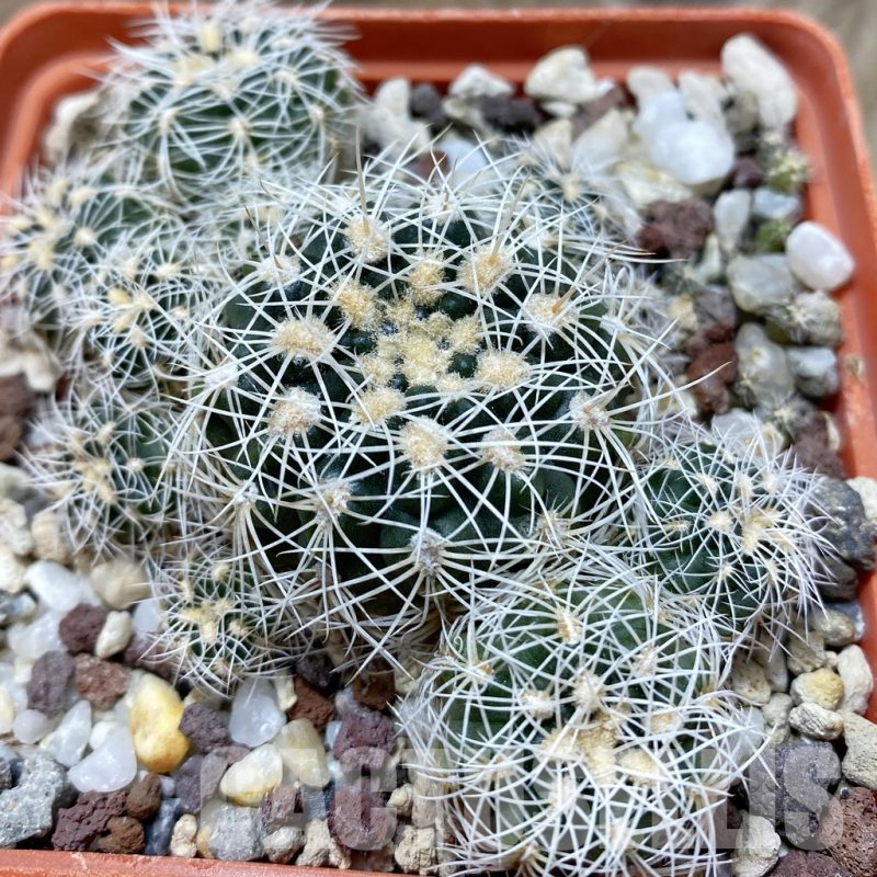 SH25178 Gymnocalycium bruchii v. grandiflorum, 10 years old