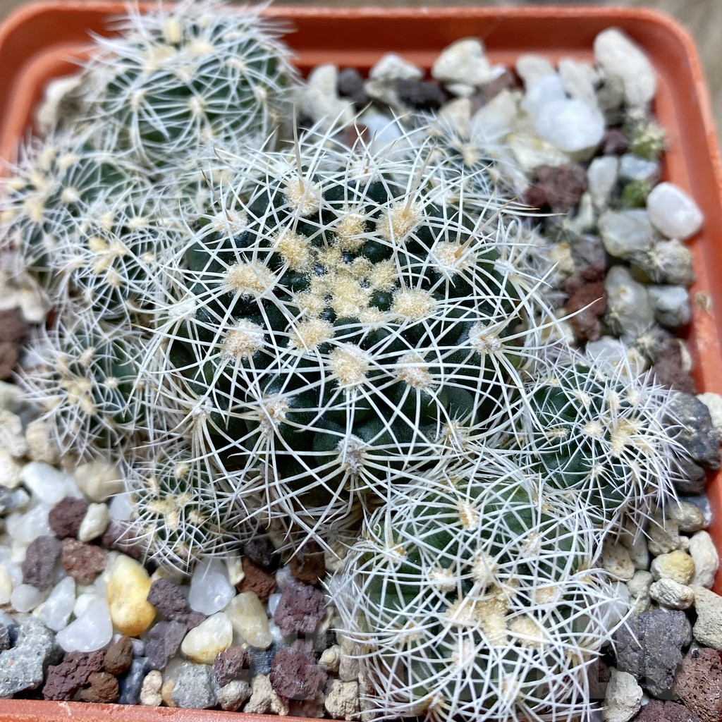 SH25178 Gymnocalycium bruchii v. grandiflorum, 10 years old