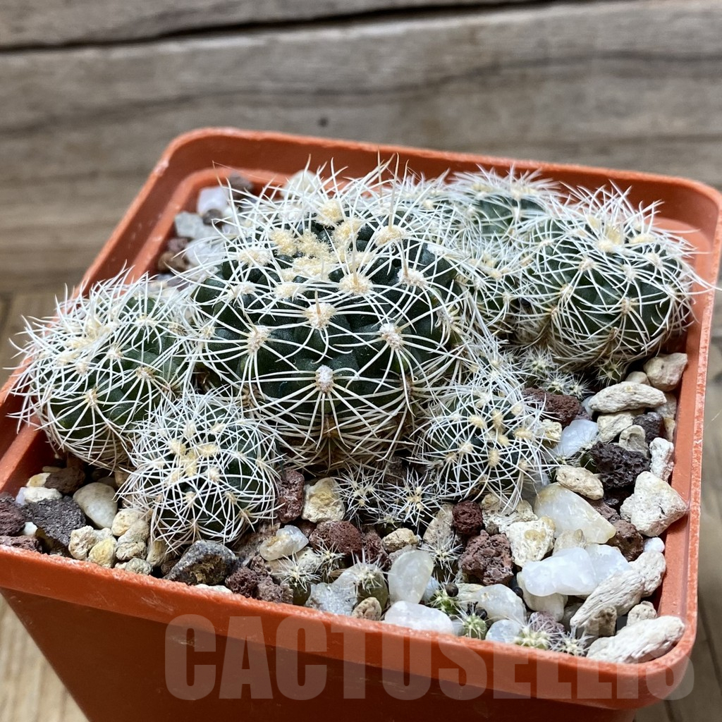 SH25178 Gymnocalycium bruchii v. grandiflorum, 10 years old - Image 2