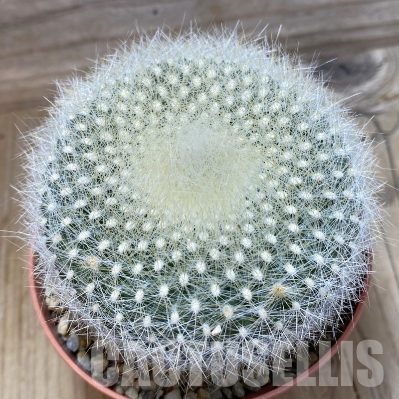 SH25179 Brasilicactus haselbergii