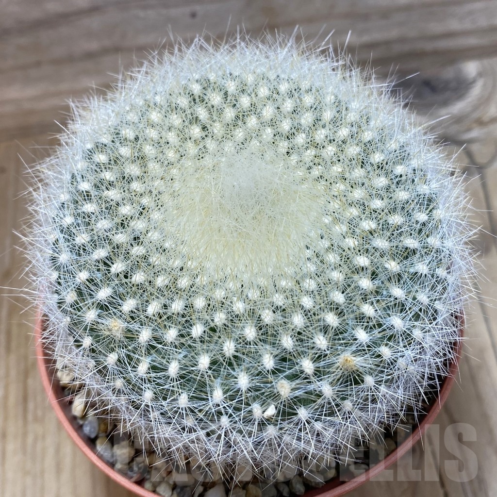SH25179 Brasilicactus haselbergii