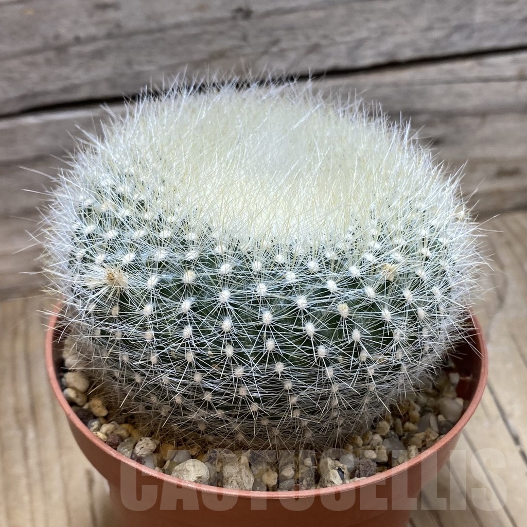SH25179 Brasilicactus haselbergii - Image 2