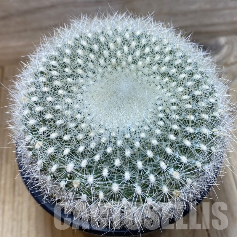 SH25180 Brasilicactus haselbergii