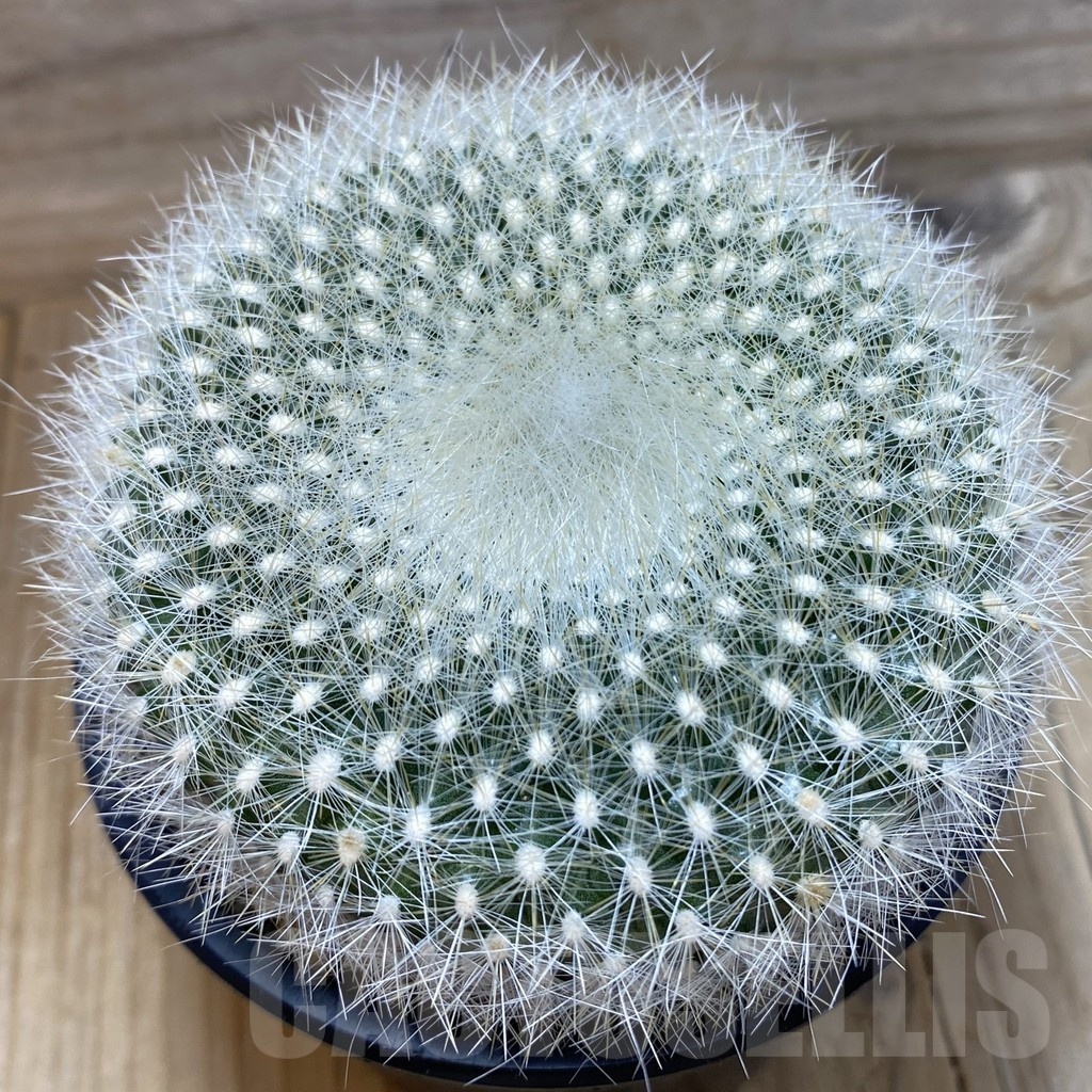SH25180 Brasilicactus haselbergii