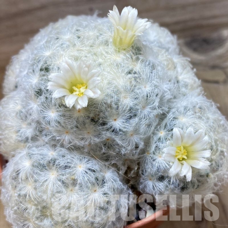 SH25181 Mammillaria plumosa