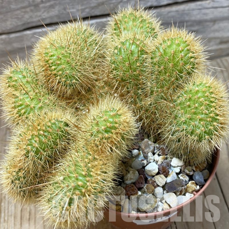 SH25182 Cleistocactus winteri f. cristata