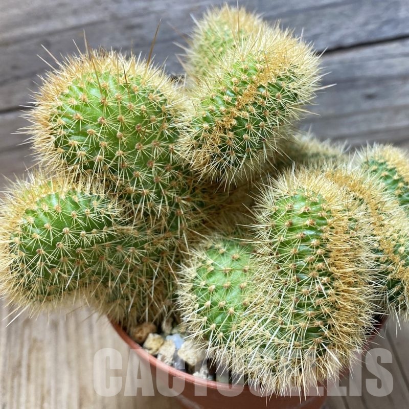 SH25183 Cleistocactus winteri f. cristata