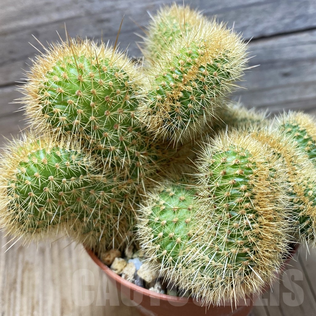 SH25183 Cleistocactus winteri f. cristata