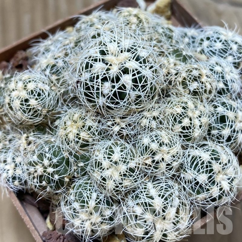 SH25184 Gymnocalycium bruchii v. albispinum, 8 years old