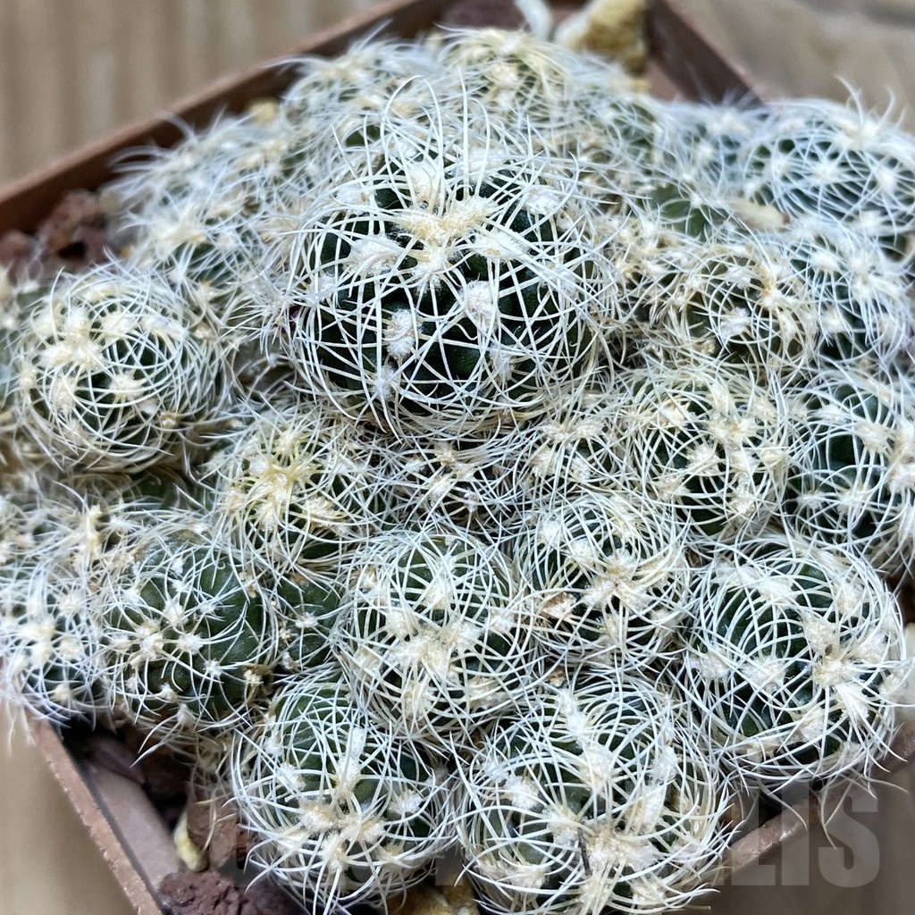 SH25184 Gymnocalycium bruchii v. albispinum, 8 years old