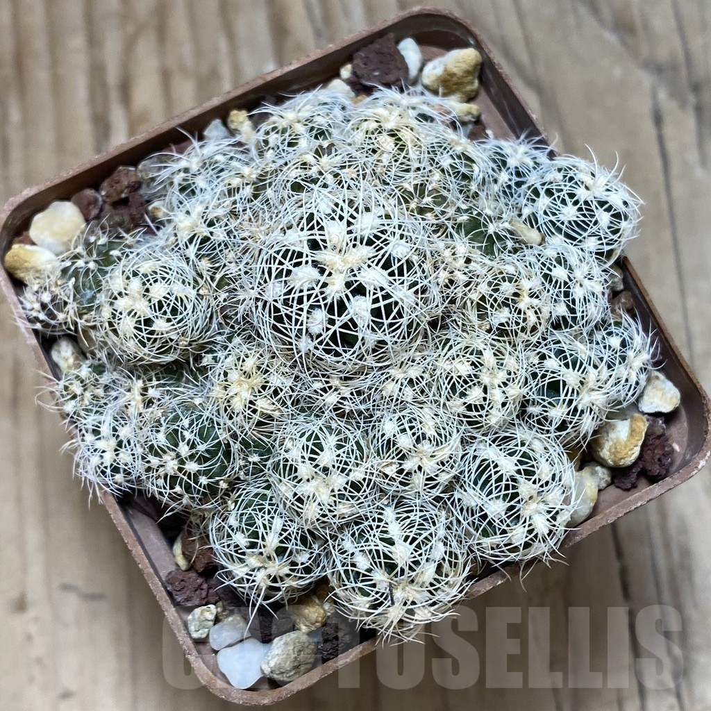 SH25184 Gymnocalycium bruchii v. albispinum, 8 years old - Image 2