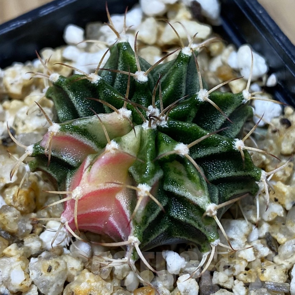 SH25185 Gymnocalycium friedrichii f. variegata, seedling
