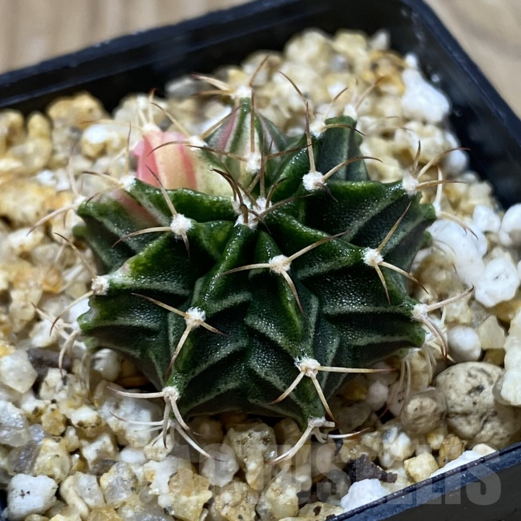 SH25185 Gymnocalycium friedrichii f. variegata, seedling - Image 2