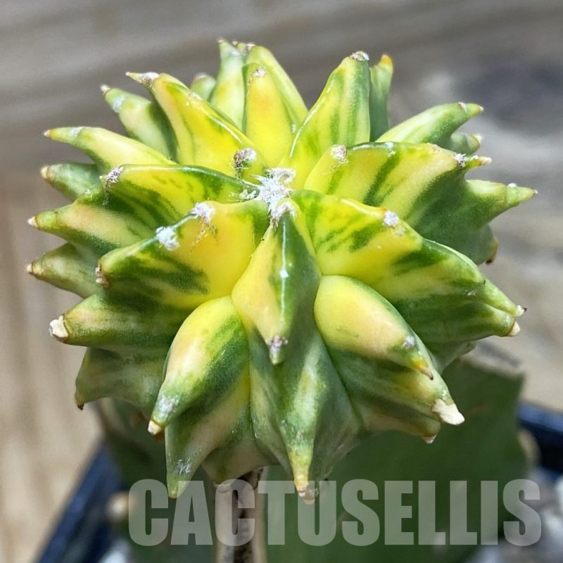 SH25186 Astrophytum myriostigma 'Kikko' f. variegata, grafted