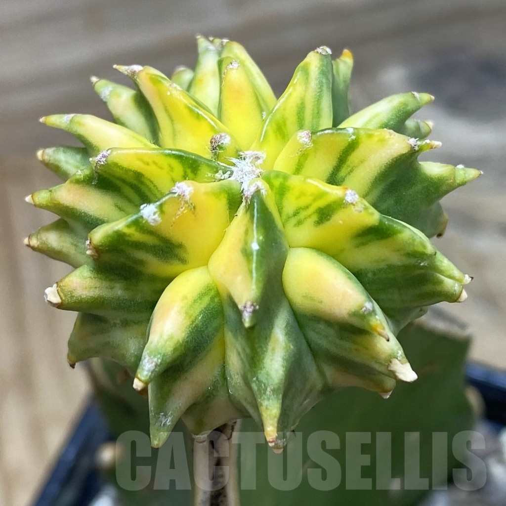SH25186 Astrophytum myriostigma 'Kikko' f. variegata, grafted