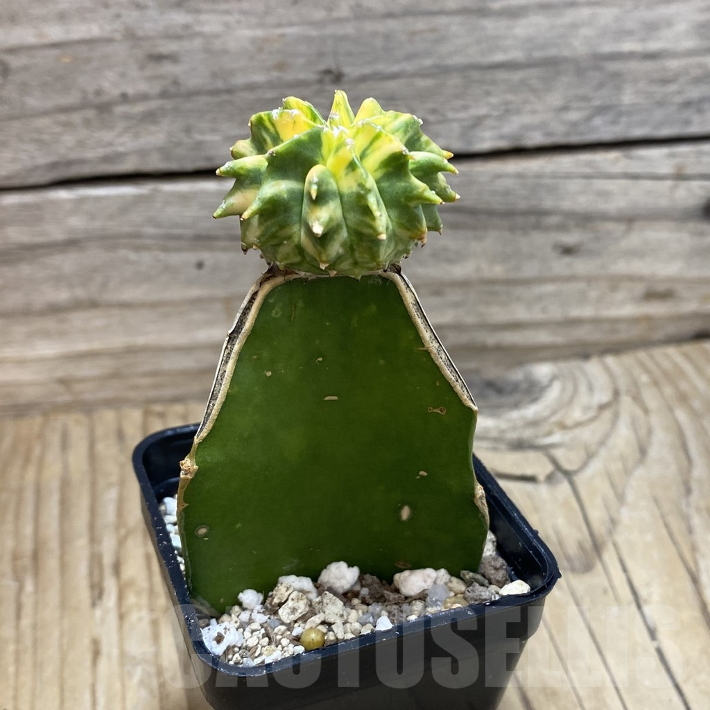 SH25186 Astrophytum myriostigma 'Kikko' f. variegata, grafted - Image 2