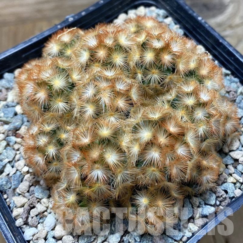 SH25187 Mammillaria carmenae ‘Buddha’ hybrid