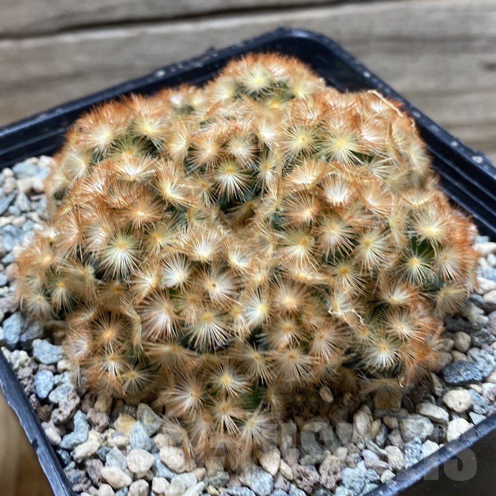 SH25187 Mammillaria carmenae ‘Buddha’ hybrid - Image 2