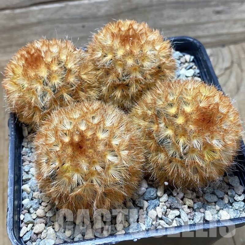 SH25188 Mammillaria carmenae v. rubrispina