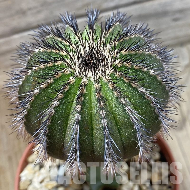 SH25189 Uebelmannia pectinifera, grafted