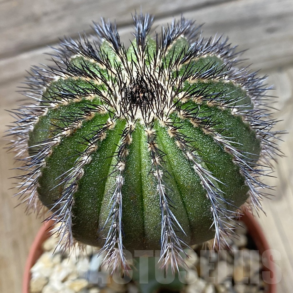 SH25189 Uebelmannia pectinifera, grafted