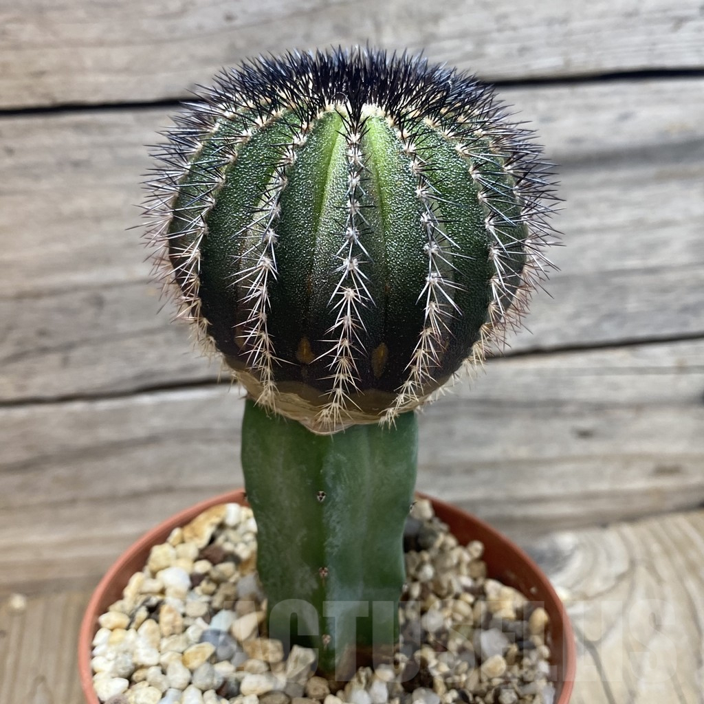 SH25189 Uebelmannia pectinifera, grafted - Image 2