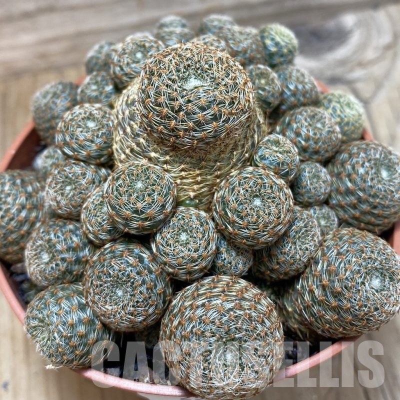 SH25190 Rebutia heliosa v. condorensis