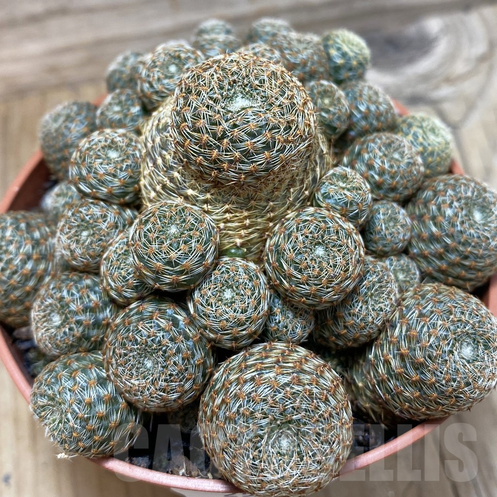 SH25190 Rebutia heliosa v. condorensis