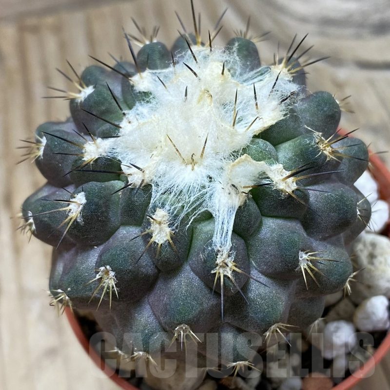 SH18640 Copiapoa leonensis HR1061, grafted