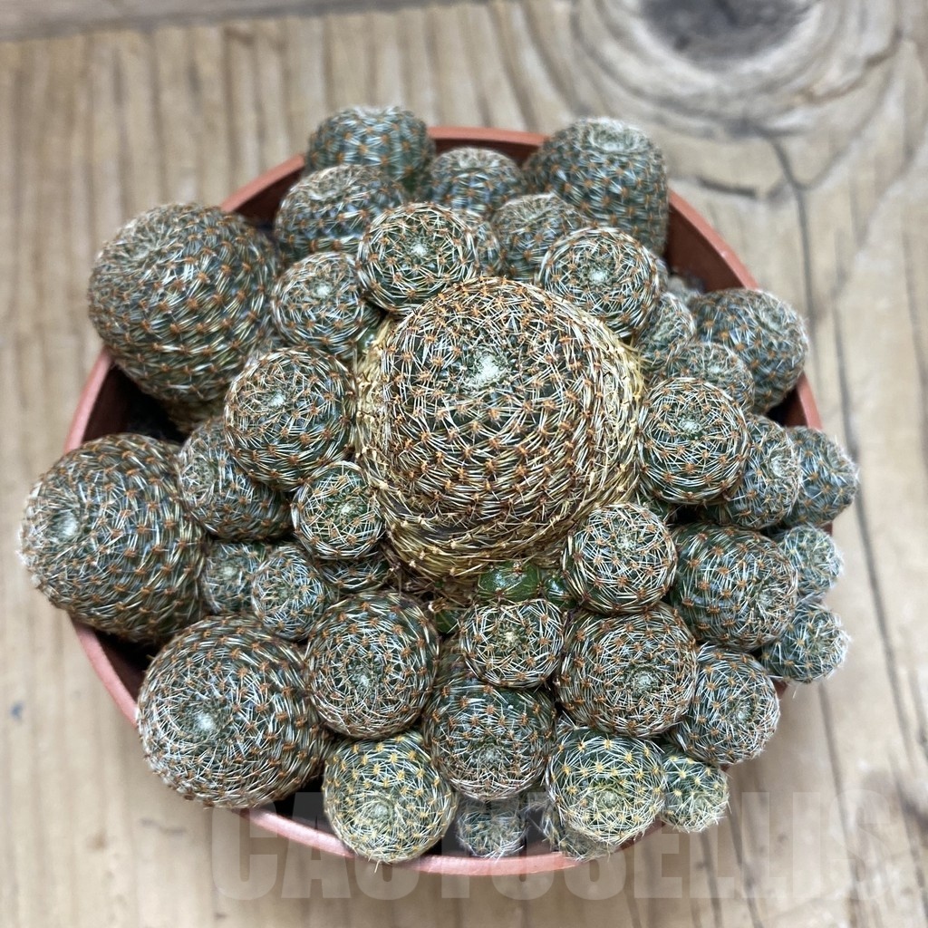 SH25190 Rebutia heliosa v. condorensis - Image 2