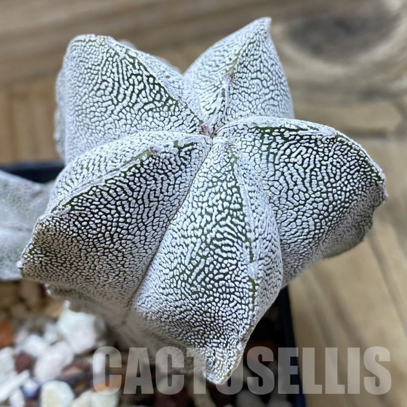 SH25191 Astrophytum myriostigma ‘Onzuka’